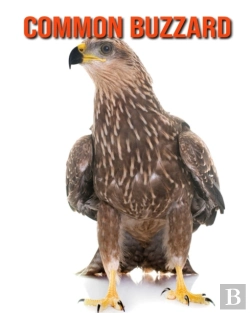 Bertrand.pt - Common Buzzard