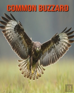 Bertrand.pt - Common Buzzard