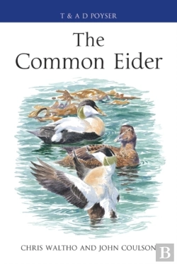 Bertrand.pt - Common Eider