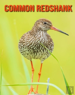 Bertrand.pt - Common Redshank