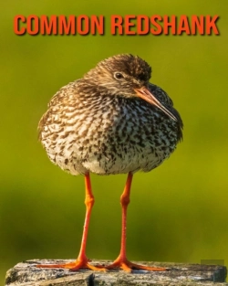 Bertrand.pt - Common Redshank
