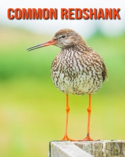 Bertrand.pt - Common Redshank