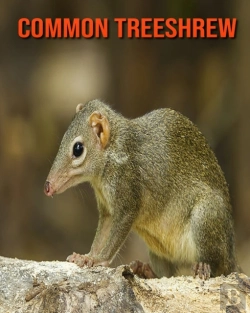 Bertrand.pt - Common Treeshrew