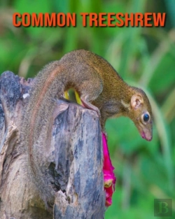 Bertrand.pt - Common Treeshrew