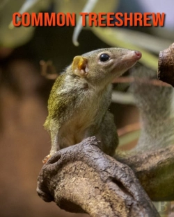 Bertrand.pt - Common Treeshrew