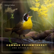 Common Yellowthroat And Other Bird Songs