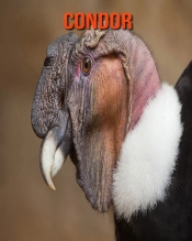Condor