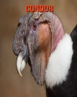 Bertrand.pt - Condor