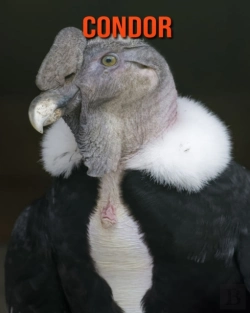 Bertrand.pt - Condor