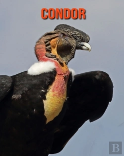 Bertrand.pt - Condor