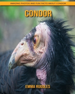 Bertrand.pt - Condor