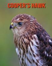 Cooper'S Hawk