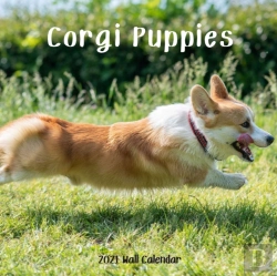 Bertrand.pt - Corgi Puppy 2021 Wall Calendar