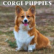 Corgi Puppy 2021 Wall Calendar