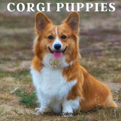 Bertrand.pt - Corgi Puppy 2021 Wall Calendar