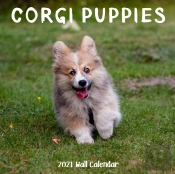 Corgi Puppy 2021 Wall Calendar