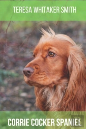 Corrie Cocker Spaniel