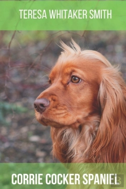 Bertrand.pt - Corrie Cocker Spaniel