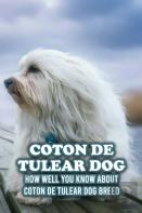 Coton De Tulear Dog