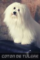 Coton De Tulear