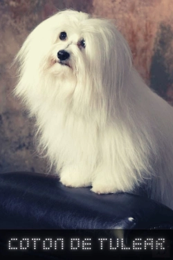 Bertrand.pt - Coton De Tulear