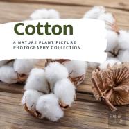 Cotton