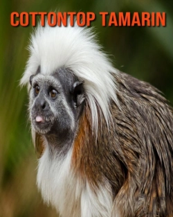 Bertrand.pt - Cottontop Tamarin