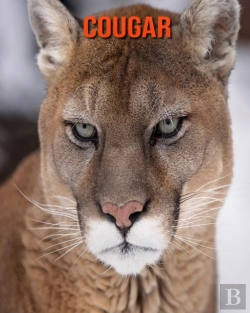 Bertrand.pt - Cougar