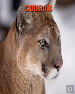 Bertrand.pt - Cougar