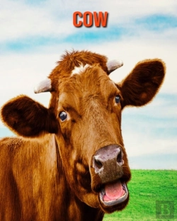Bertrand.pt - Cow