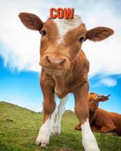 Cow
