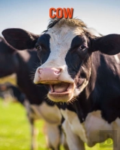 Cow