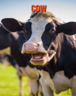 Bertrand.pt - Cow