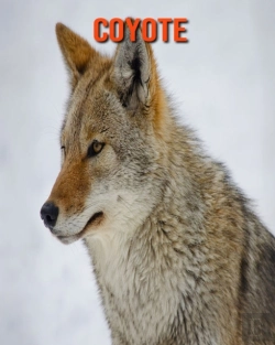 Bertrand.pt - Coyote