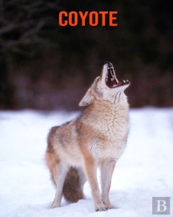 Bertrand.pt - Coyote