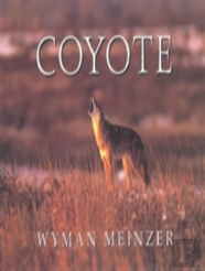 Coyote
