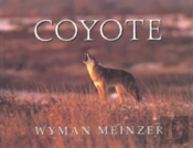 Coyote
