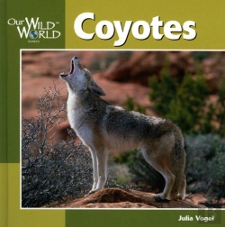 Bertrand.pt - Coyotes