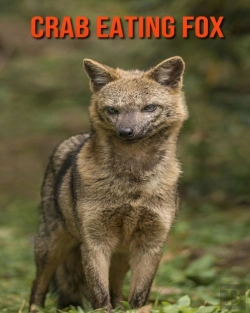Bertrand.pt - Crab Eating Fox