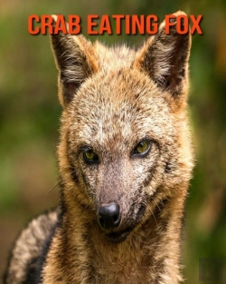 Bertrand.pt - Crab Eating Fox