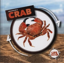 Bertrand.pt - Crab