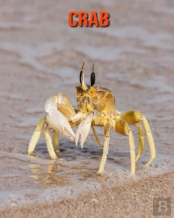 Bertrand.pt - Crab
