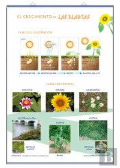 Crecimiento Clasificacion De Las Plantas