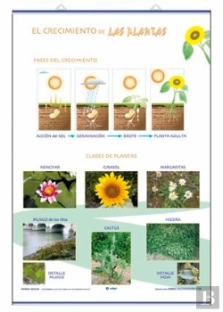 Bertrand.pt - Crecimiento Clasificacion De Las Plantas