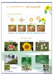 Creixement Classificacio De Les Plantes