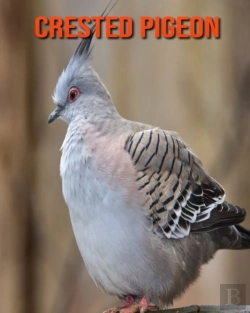 Bertrand.pt - Crested Pigeon