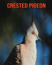 Crested Pigeon