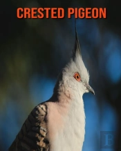 Crested Pigeon