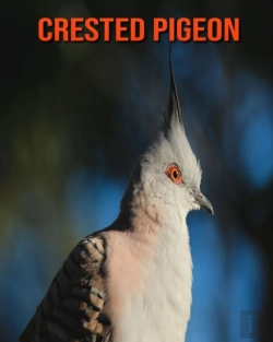 Bertrand.pt - Crested Pigeon