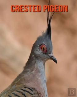 Bertrand.pt - Crested Pigeon